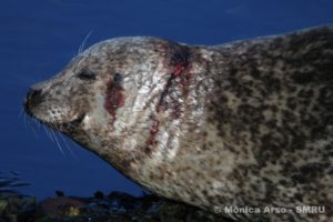 Wounded male harbour seal