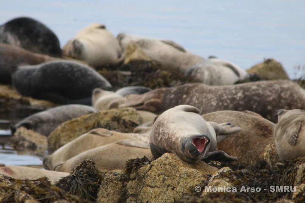Harbour seals hauled out in Orkney