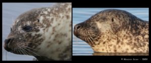 Each seal has a unique pelage pattern