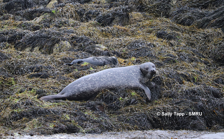 Harbour seal with new pup