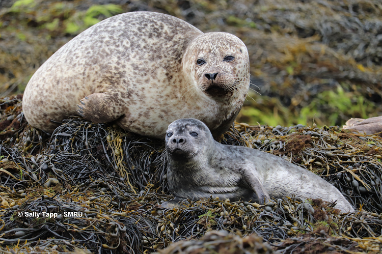 Harbour seal mum and pup