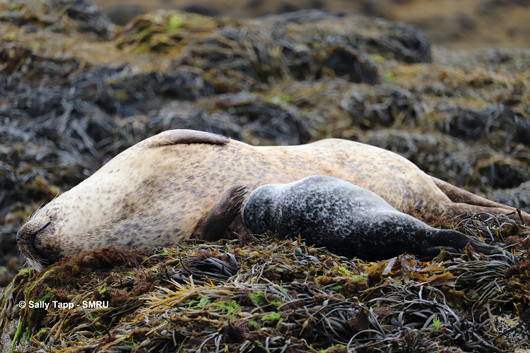 Harbour seal mum and pup sleeping