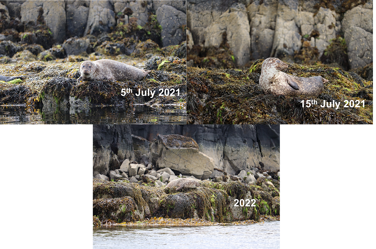 Harbour seal on his 'favourite rock on three separate days